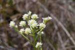 Baldwin's milkwort